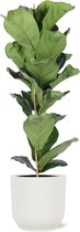 NatureNest - Plante de Tabac - Ficus Lyrata - 1 Pièce - 90 cm