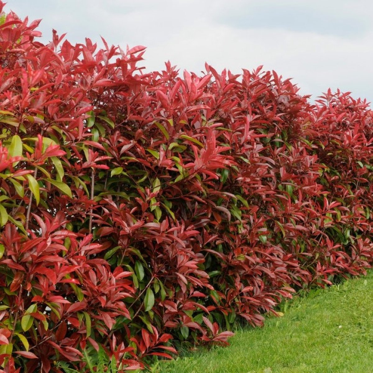 4 x Glansmispel Rood|Groen - Wintergroene Haagplant - Photinia Fraseri 'Red Robin' in C2(liter) pot met hoogte 20-50cm
