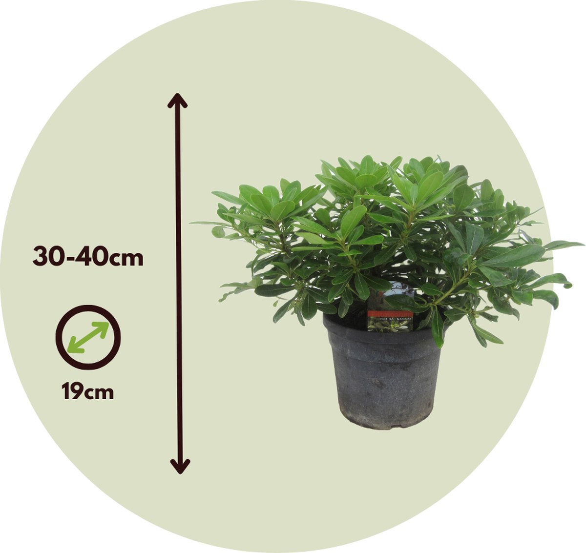 Pittosporum Tobira 'Nanum' - Laurier Australien Nain - Pot 19 Cm - Hauteur 30-40 Cm - Plant In A Box