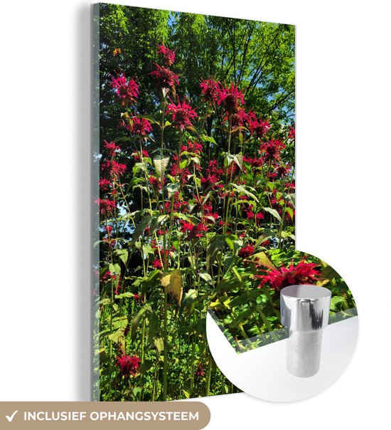 Glasschilderij - Een rode bergamot plant in het voorjaar - Plexiglas Schilderijen