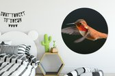 Wall Circle - Wall Circle - Colibri - Vogel - Ressorts - Zwart - Aluminium - Dibond - 140x140 cm - Intérieur et Extérieur