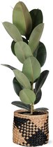 NatureNest - Plante à caoutchouc - Ficus Elastica Robusta - 1 pièce - 90 cm