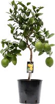Trendyplants - Citrus Lemon - Citroenboom - Tuinplant - Hoogte 70-90 cm - Potmaat Ø22cm