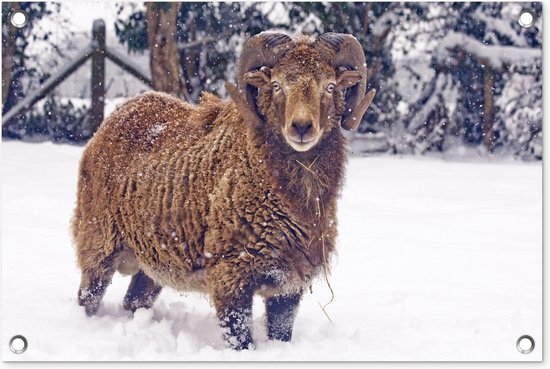 Tuindecoratie Ram - Bruin - Sneeuw - 60x40 cm - Tuinposter - Tuindoek - Buitenposter