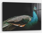 Wallfield™ - Peacock | Glasschilderij | Gehard glas | 80 x 120 cm | Magnetisch Ophangsysteem