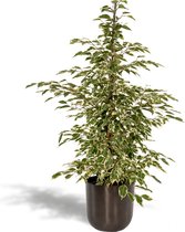 Ficus benjamina Twilight met Pot Mayk Lead - Potmaat 21cm - Hoogte 95cm