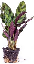 Calathea Lancifolia - Pauwenplant - Terrarium plant - Potmaat 6