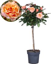 Plant in a Box - Rosa Palace 'Catherine' - Stamroos XL - Kleine boom - Oranje - Potmaat 19 cm - Hoogte 80-100 cm