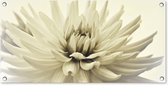 Tuinposter Witte dahlia bloem sepia fotoprint - 80x40 cm - Wanddecoratie Buiten - Tuinposter - Tuindoek - Schuttingposter - Tuinschilderij