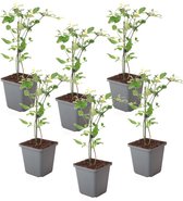 Plant in a Box - Jasmijn 'Summer Scent' - Set van 6 - Jasminum x stephanense - Roze - Pot 9 cm - Hoogte 25-40 cm