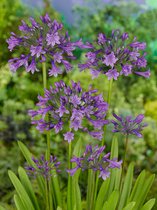 6x Afrikaanse lelie 'Agapanthus poppin purple' - BULBi® Bloembollen met bloeigarantie