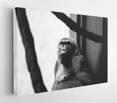 Monochrome foto van aap leunend op muur - Modern Art Canvas - Horizontaal - 3347245 - 50*40 Horizontal