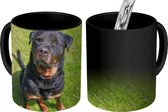 Magische Mok - Foto op Warmte Mokken - Koffiemok - Rottweiler kijkt naar zijn baasje - Magic Mok - Beker - 350 ML - Theemok