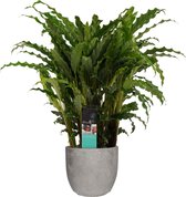 Calathea Bluegrass in Mica sierpot Jimmy (lichtgrijs) ↨ 60cm - hoge kwaliteit planten