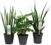 Mix Sansevieria en Monstera ↨ 28cm - 3 stuks - planten - binnenplanten - buitenplanten - tuinplanten - potplanten - hangplanten - plantenbak - bomen - plantenspuit