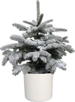 Hagen en struiken van Botanicly – Dwergspar – Hoogte: 85 cm – Picea glauca Conica