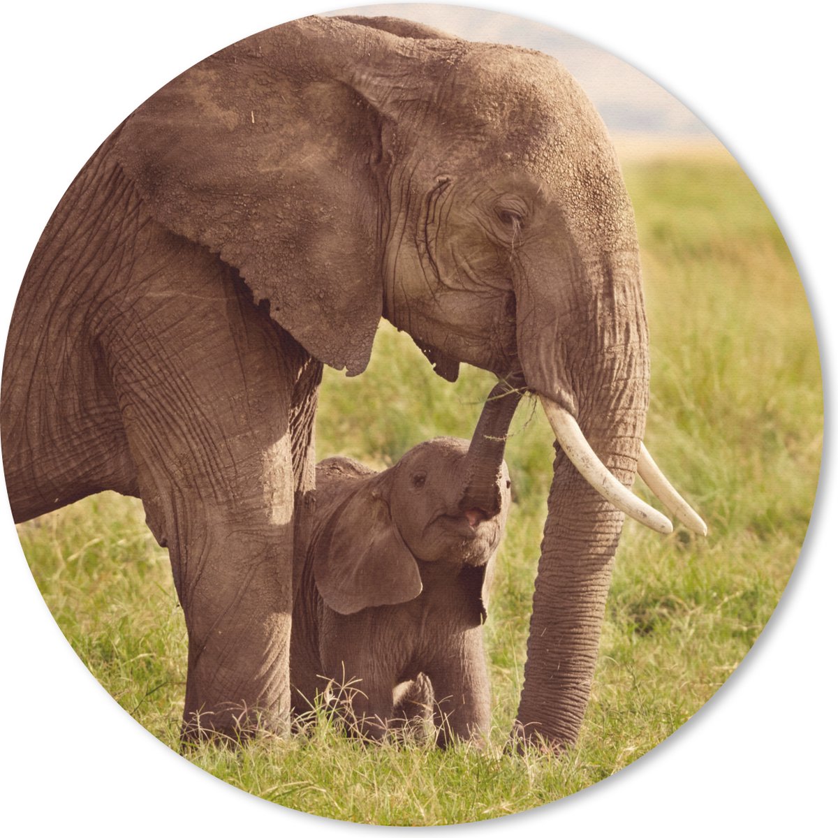 Muismat rond 50x50 cm - Mousepad Olifant - Gras - Jong - Slurf - Ronde muismatten