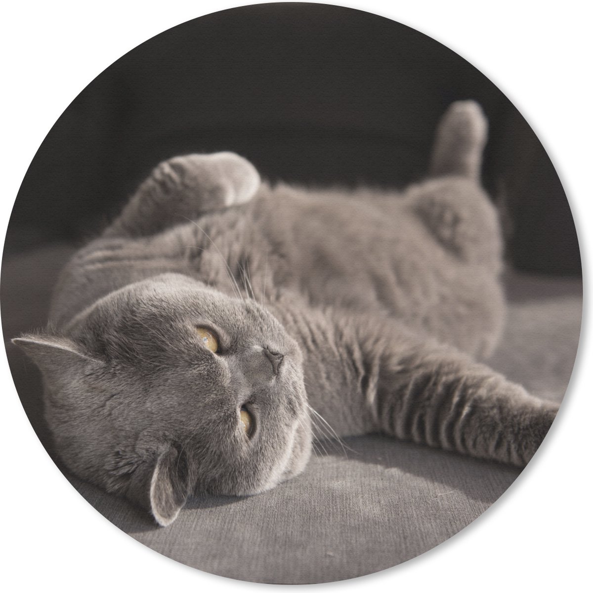 Muismat rond 30x30 cm - Mousepad Dier - Poes - Grijs - Ronde muismatten