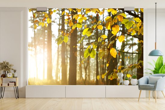 Papier peint photo vinyle - Le soleil d'automne brille sur les arbres largeur 360 cm x hauteur 240 cm - Tirage photo sur papier peint (disponible en 7 tailles)
