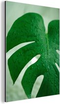 Wanddecoratie Metaal - Aluminium Schilderij Industrieel - Close-up van druppels op een blad van kaas plant (Monstera deliciosa) - 60x80 cm - Dibond - Foto op aluminium - Industriële muurdecoratie - Voor de woonkamer/slaapkamer