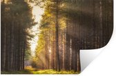 Sticker Muursticker Forêt - Rayons de soleil le long des grands arbres - 90x60 cm - film adhésif autocollant - sticker mural repositionnable