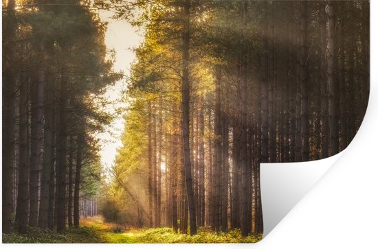 Sticker Muursticker Forêt - Rayons de soleil le long des grands arbres - 90x60 cm - film adhésif autocollant - sticker mural repositionnable