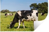 Sticker Muursticker Vache frisonne - Vaches frisonnes paissent dans un champ vert - 60x40 cm - film adhésif autocollant - sticker mural repositionnable