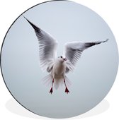 WallCircle - Wandcirkel - Muurcirkel - Meeuw - Vleugels - Vogel - Aluminium - Dibond - ⌀ 120 cm - Binnen en Buiten XXL