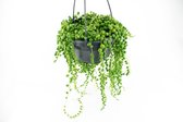 String of Pearls (Parelsnoer)  Ø 14cm (geen pot  Senecio Rowleyanus