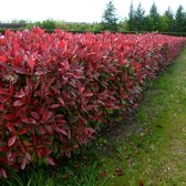 Photinia fraseri 'Red Robin' - Glansmispel - Planthoogte: 40-60 cm - Pot Ø 19 cm (3 liter)