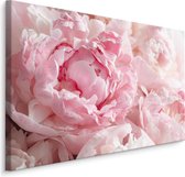 Schilderij - Roze pioenrozen, 4 maten, premium print