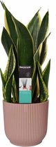 Hellogreen Kamerplant - Sansevieria Night Shade - 55 cm - ELHO sierpot Vibes Fold Round Delicaat Roze