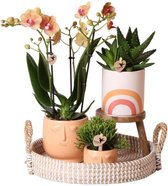 Complete Plantenset Happy Face | Groene planten set met oranje Phalaenopsis Orchidee en incl. keramieken sierpotten