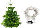 Plant&More - Nordmann Kerstboom 240-270 cm - Met verlichting