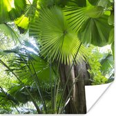 Affiche Forêt tropicale - 30x30 cm