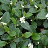 25 x Wintergroene Dwergmispel - Snelgroeiende Bodembedekker - Cotoneaster dammeri in 9x9cm pot met hoogte 5-10cm