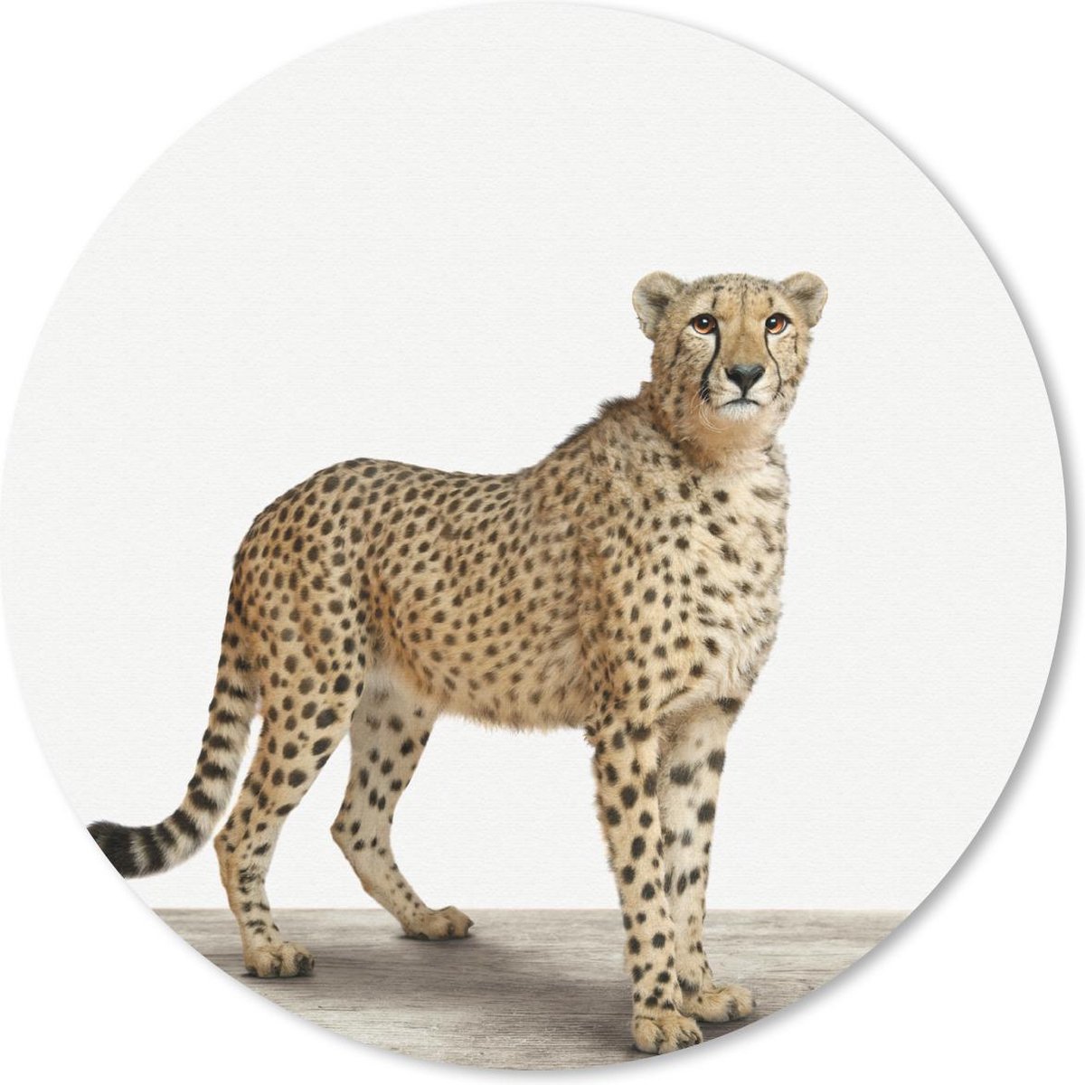 Muismat rond 30x30 cm - Mousepad Dieren - Jachtluipaard - Wit - Ronde muismatten