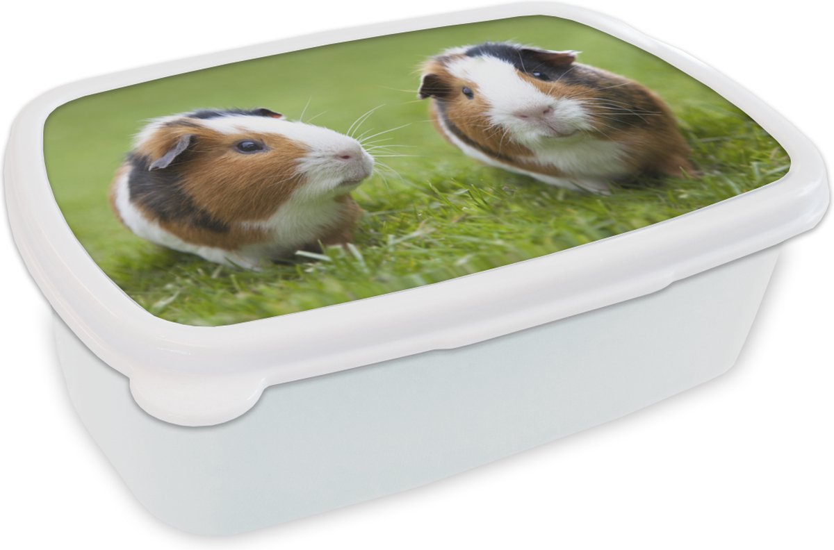 Broodtrommel Wit - Lunchbox - Brooddoos - Twee cavia's - 18x12x6 cm - Volwassenen