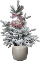 FloraExpert - Picea - 95 Cm - Ø 39.2