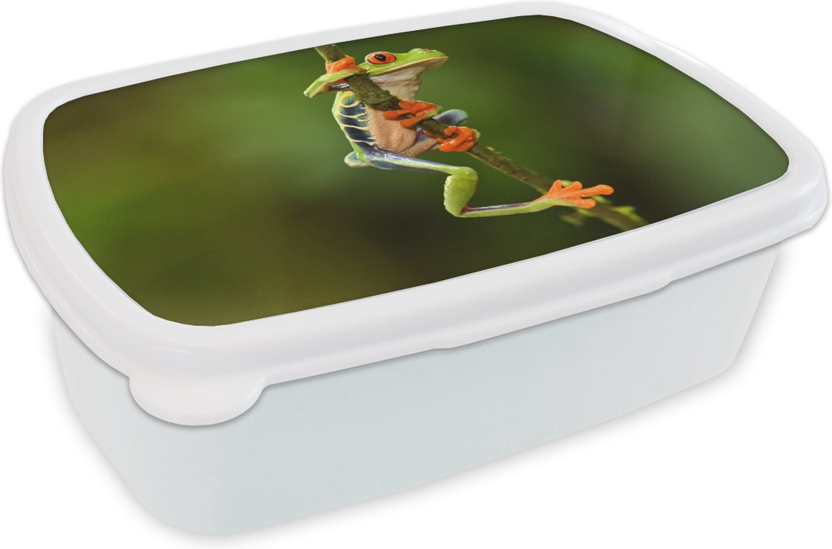 Broodtrommel Wit - Lunchbox - Brooddoos - Kikker - Regenwoud - Tak - 18x12x6 cm - Volwassenen