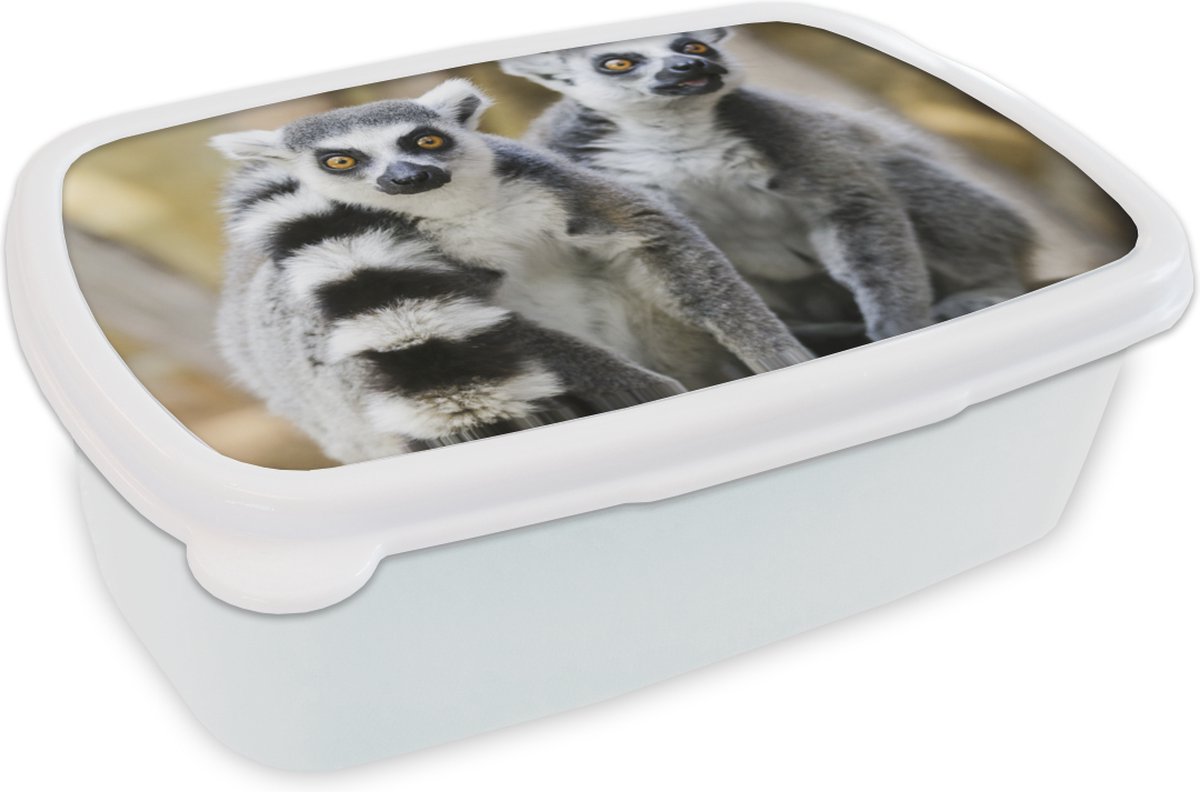 Broodtrommel Wit - Lunchbox - Brooddoos - Aap - Ringstaartmaki - Dier - 18x12x6 cm - Volwassenen