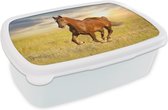 Broodtrommel Wit - Lunchbox Paard - Zon - Gras - Dier - Brooddoos 18x12x6 cm - Brood lunch box - Broodtrommels voor kinderen en volwassenen