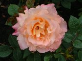 Augusta Luise | Struikroos | Roze - Oranje | Grote gevulde bloemen | 1,5 meter | Wortel