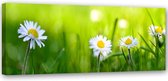 Trend24 - Canvas Schilderij - Madeliefjes In Het Gras - Schilderijen - Bloemen - 150x50x2 cm - Groen