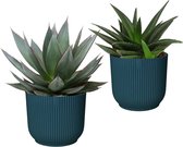 Hellogreen Kamerplant - Combinatie - Agave ‘Shaka Zulu’ en Haworthia West Jogoo - 20 cm - ELHO Vibes Fold Donkerblauw