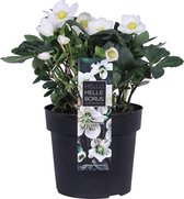 Hellogreen Kamerplant - Helleborus Niger Christmas Carol XL - 40 cm