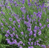 12 x Lavendel Munstead - Vaste Planten - Tuinplanten Winterhard - Lavandula angustifolia 'Munstead' in 9x9cm pot met hoogte 5-10cm