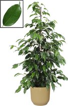 Mama's Planten - Ficus Benjamina 'Danielle' In ELHO Vibes Fold Rond Sierpot  (botergeel) - Vers Van De Kweker - ↨ 105cm - ⌀ 22cm