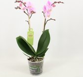 Orchidee van Botanicly – Vlinder orchidee – Hoogte: 50 cm, 2 takken – Phalaenopsis multiflora Beaution