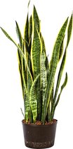 Plant in hydrocultuur systeem van Botanicly: Vrouwentongen met weinig onderhoud – Hoogte: 105 cm – Sansevieria trif. Laurentii